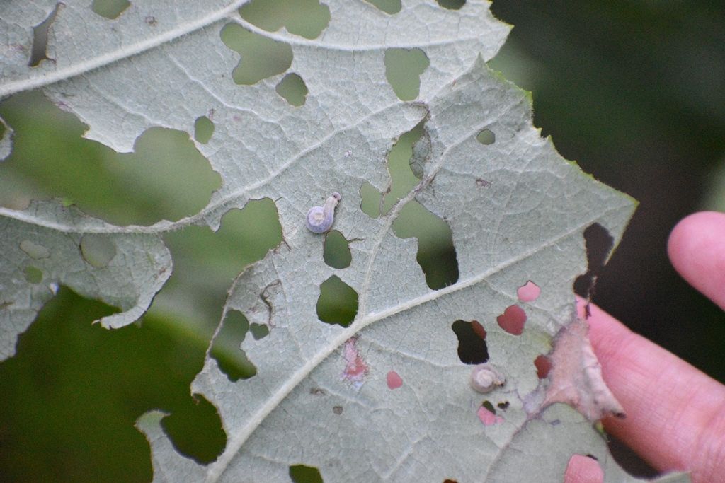 Bruco da identificare: larva di Tenthredo sp.